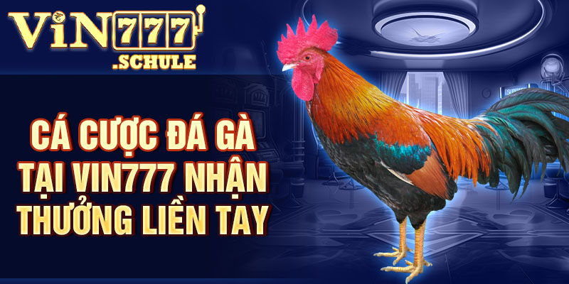 Cá cược đá gà tại Vin777 nhận thưởng liền tay